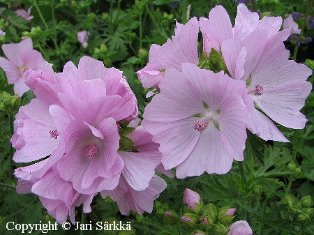 Malva moschata